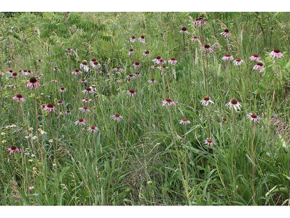Echinacea pallida (Pale Purple Coneflower)