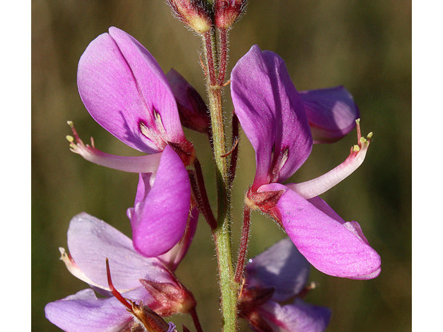 Desmodium canadense (Showy Tick Trefoil)
