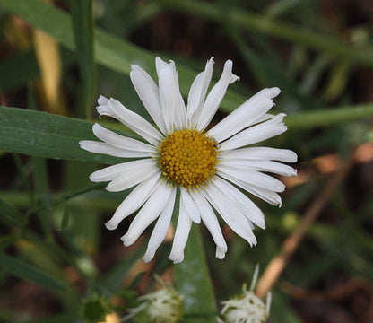 Boltonia asteroides (False Aster)
