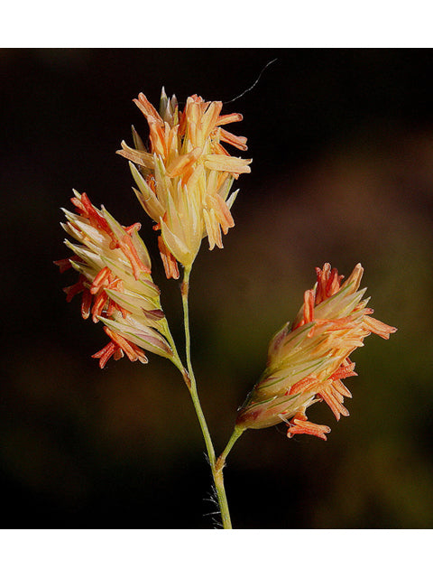 Bouteloua dactyloides (Buffalograss)