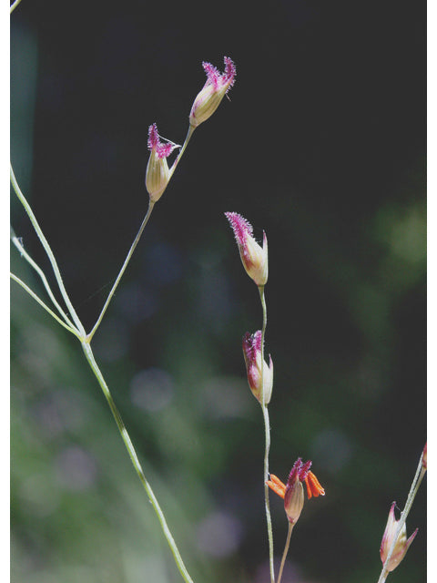 Panicum virgatum (Switchgrass)