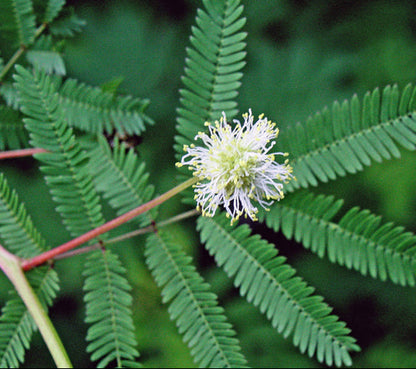 Desmanthus illinoensis (Illinois Bundleflower)