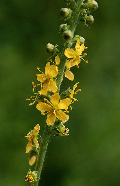 Agrimonia parviflora (Swamp Agrimony)