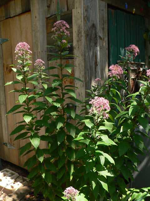 Eutrochium purpureum (Sweet Joe-Pye Weed)