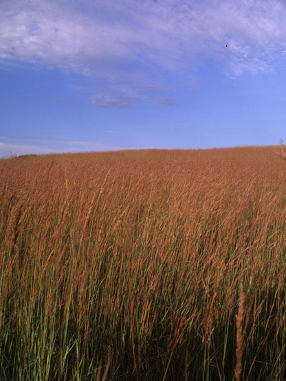 Andropogon gerardii (Big Bluestem)