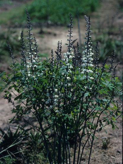 Baptisia alba (White Wild Indigo)