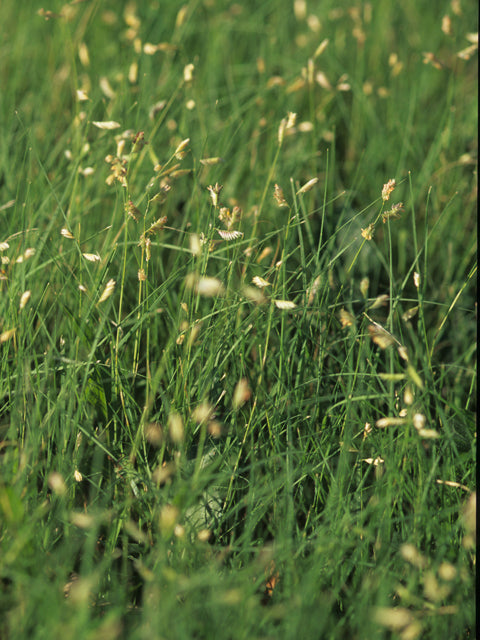 Bouteloua dactyloides (Buffalograss)