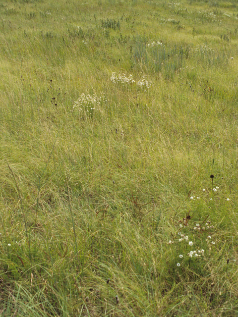 Bouteloua dactyloides (Buffalograss)