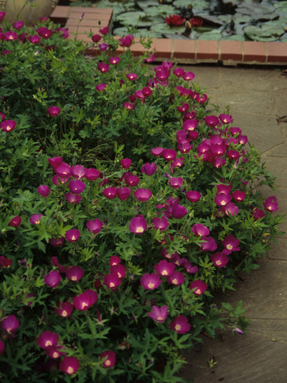 Callirhoe involucrata (Purple Poppy Mallow)