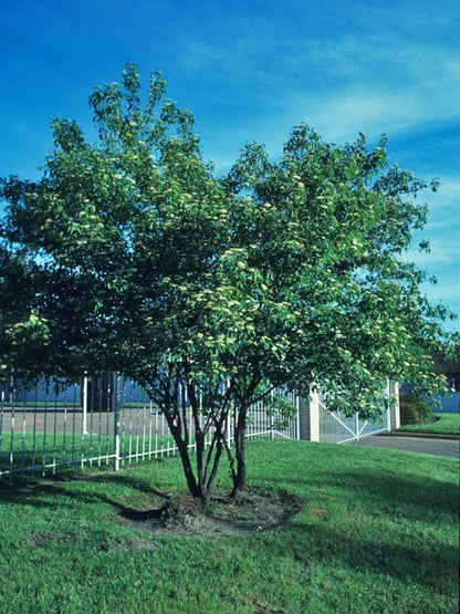 Cornus drummondii (Roughleaf Dogwood)