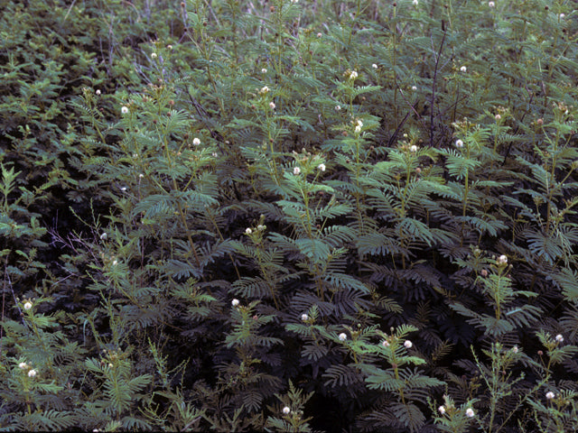 Desmanthus illinoensis (Illinois Bundleflower)