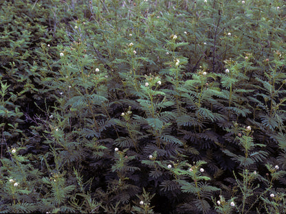 Desmanthus illinoensis (Illinois Bundleflower)