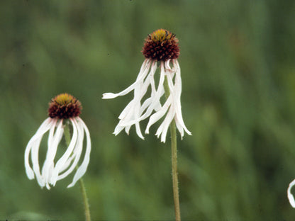 Echinacea pallida (Pale Purple Coneflower)