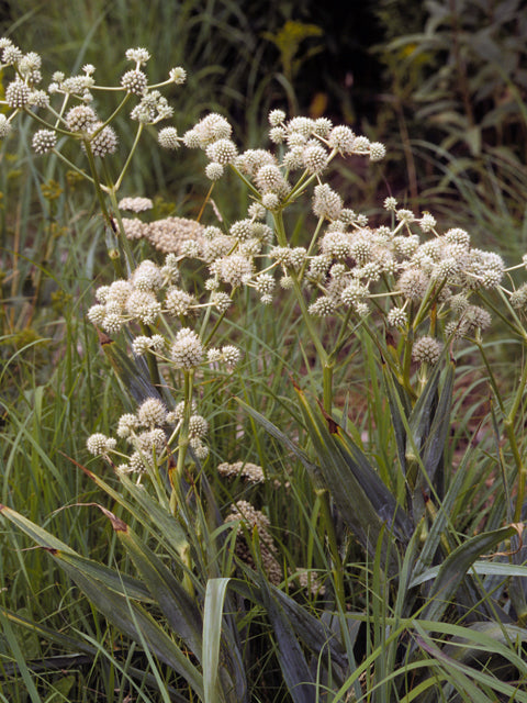 Eryngium yuccifolium (Rattlesnake Master)