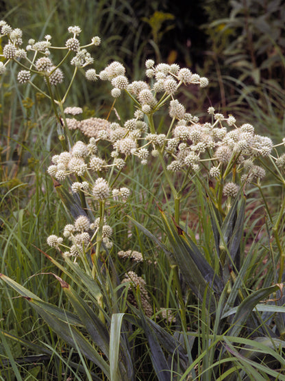 Eryngium yuccifolium (Rattlesnake Master)