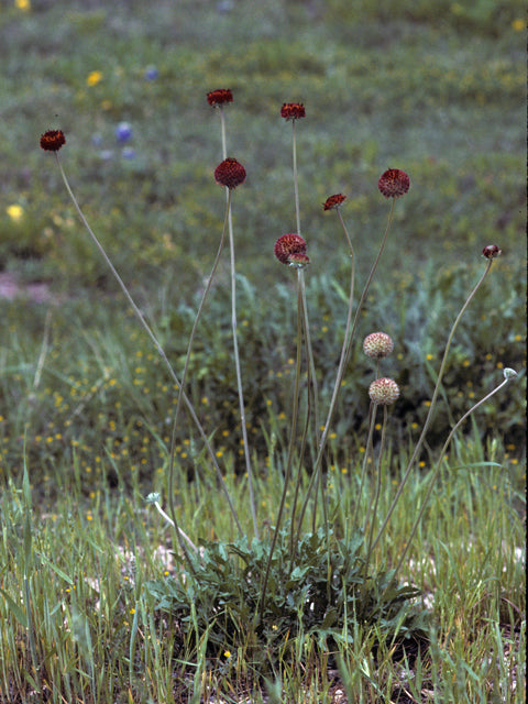 Gaillardia suavis (Pincushion Daisy)
