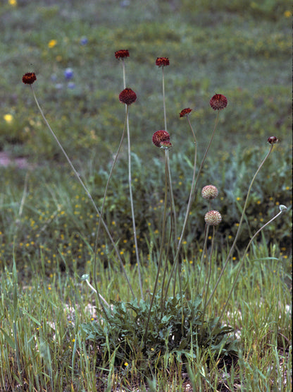Gaillardia suavis (Pincushion Daisy)