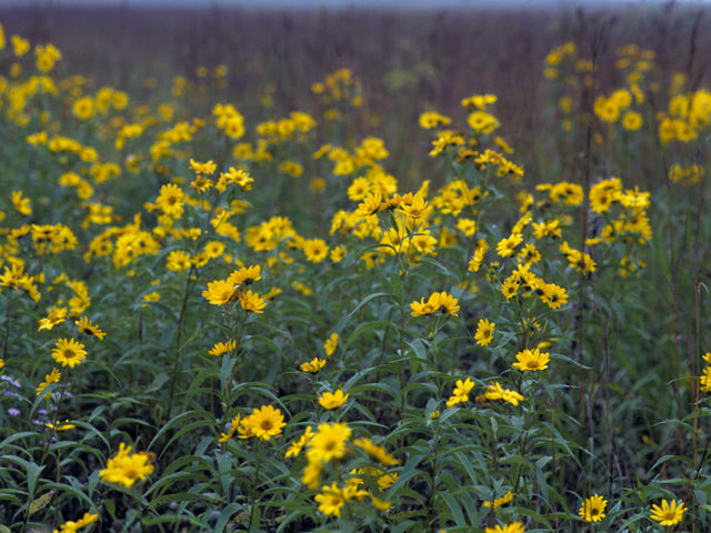 Helianthus grosseserratus (Sawtooth Sunflower)