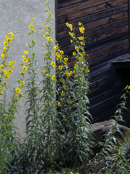 Helianthus maximiliani (Maximilian Sunflower)