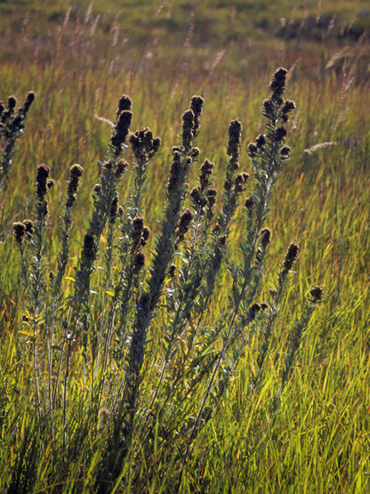 Lespedeza capitata (Roundhead Bush Clover)