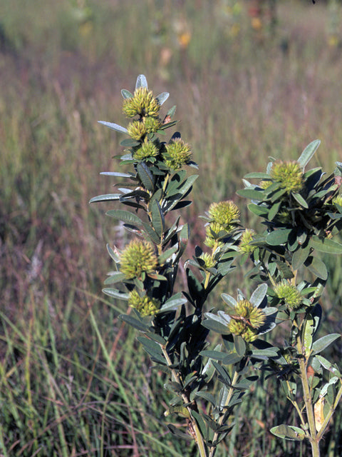 Lespedeza capitata (Roundhead Bush Clover)