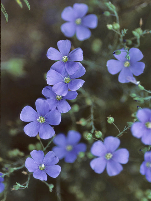 Linum lewisii (Wild Blue Flax)