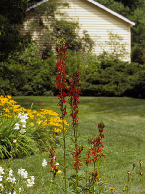 Lobelia cardinalis (Cardinal Flower)