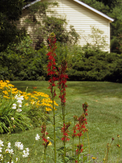 Lobelia cardinalis (Cardinal Flower)