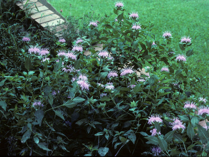 Monarda fistulosa (Wild Bergamot)
