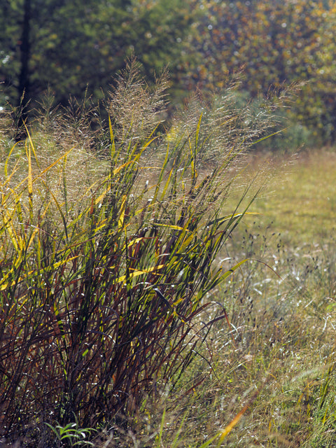 Panicum virgatum (Switchgrass)