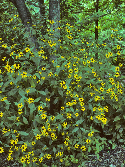 Brown-Eyed Susan (Rudbeckia triloba)