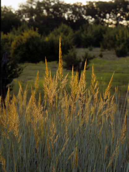 Sorghastrum nutans (Indiangrass)