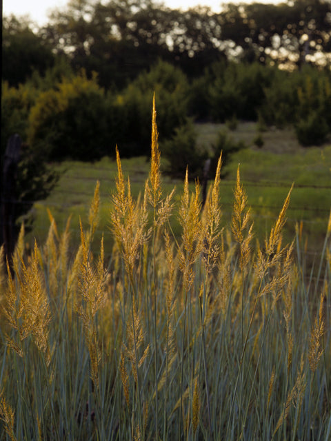 Sorghastrum nutans (Indiangrass)