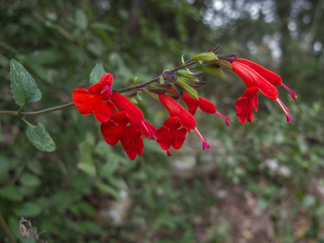 Salvia coccinea (Scarlet Sage)