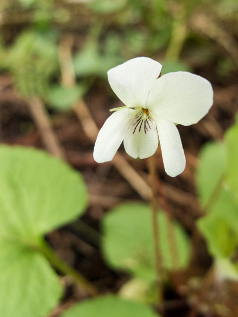 Viola sororia f. albiflora (White Wood Violet)
