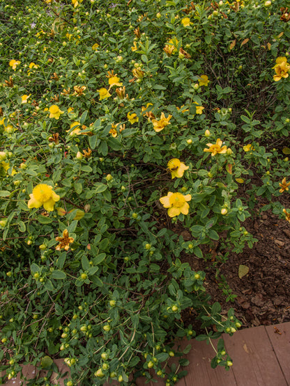 Hypericum prolificum (Shrubby St. John's Wort)