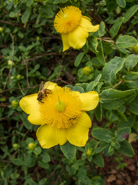 Hypericum prolificum (Shrubby St. John's Wort)