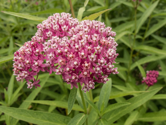Asclepias incarnata (Swamp Milkweed)