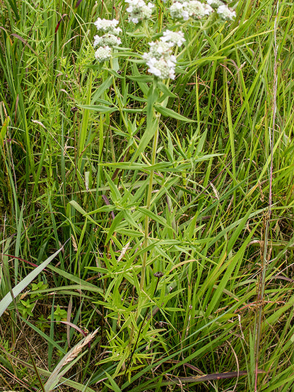 Pycnanthemum verticillatum (Whorled Mountain Mint)