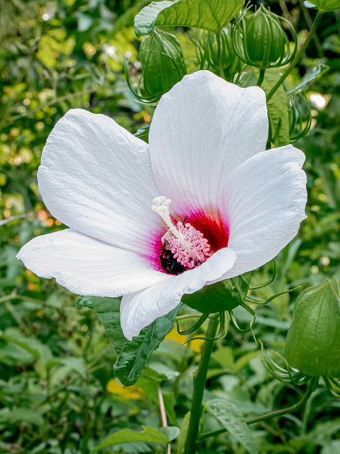 Hibiscus laevis (Halberd Leaf Hibiscus)