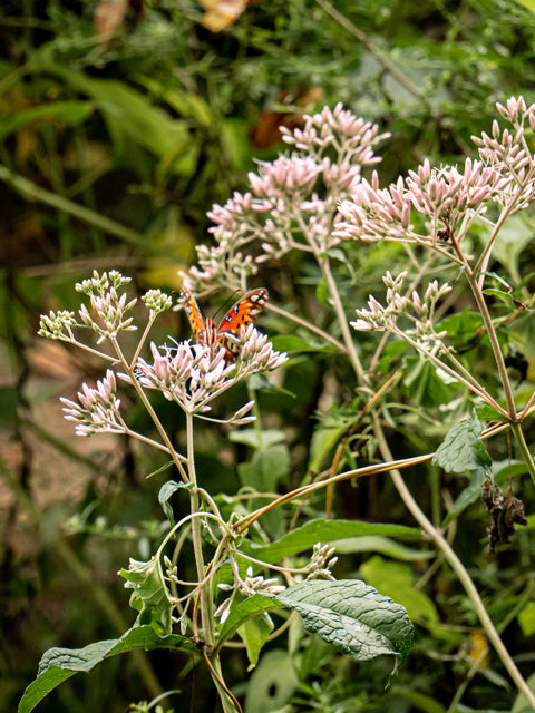 Eutrochium purpureum (Sweet Joe-Pye Weed)