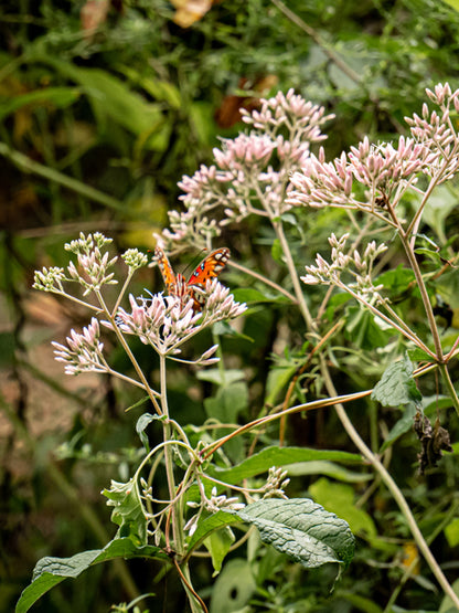 Eutrochium purpureum (Sweet Joe-Pye Weed)