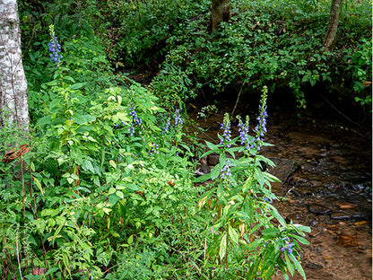 Lobelia siphilitica (Blue Cardinal Flower)