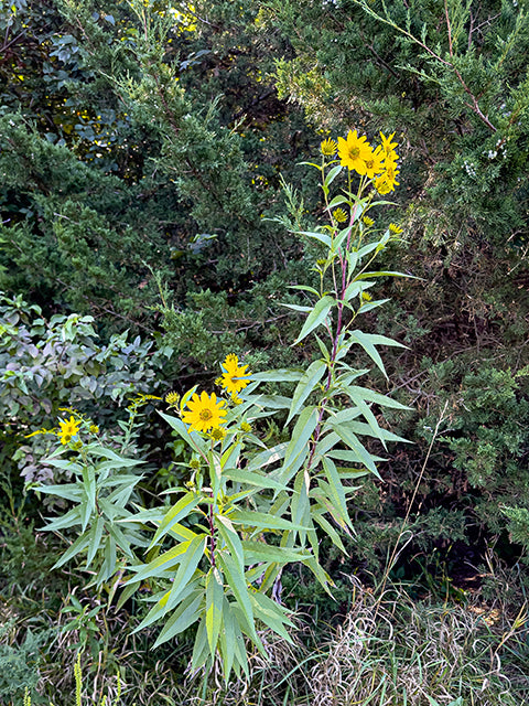 Helianthus grosseserratus (Sawtooth Sunflower)