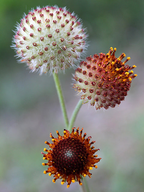 Gaillardia suavis (Pincushion Daisy)
