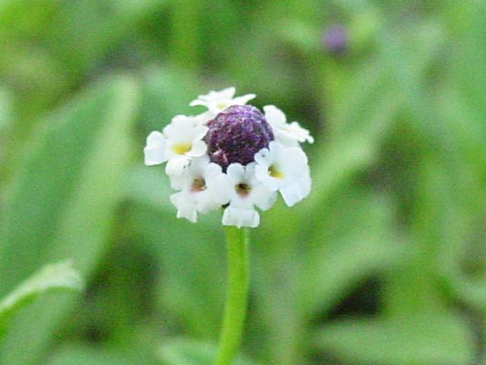 Phyla nodiflora (Frogfruit)