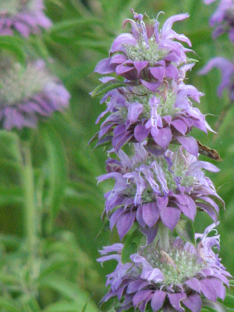 Monarda citriodora (Lemon Beebalm)
