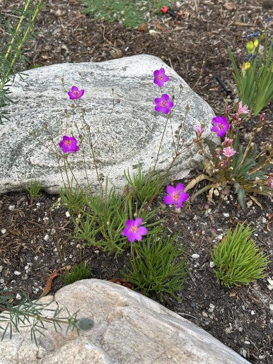 Phemeranthus calycinus (Rock Pink, Fameflower)