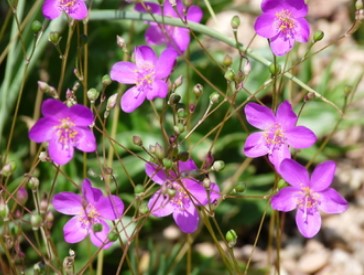 Phemeranthus calycinus (Rock Pink, Fameflower)