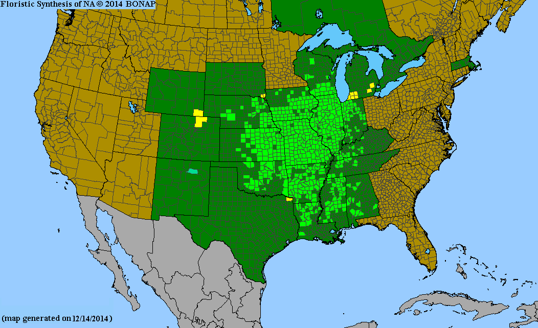 Silphium integrifolium (Rosinweed)